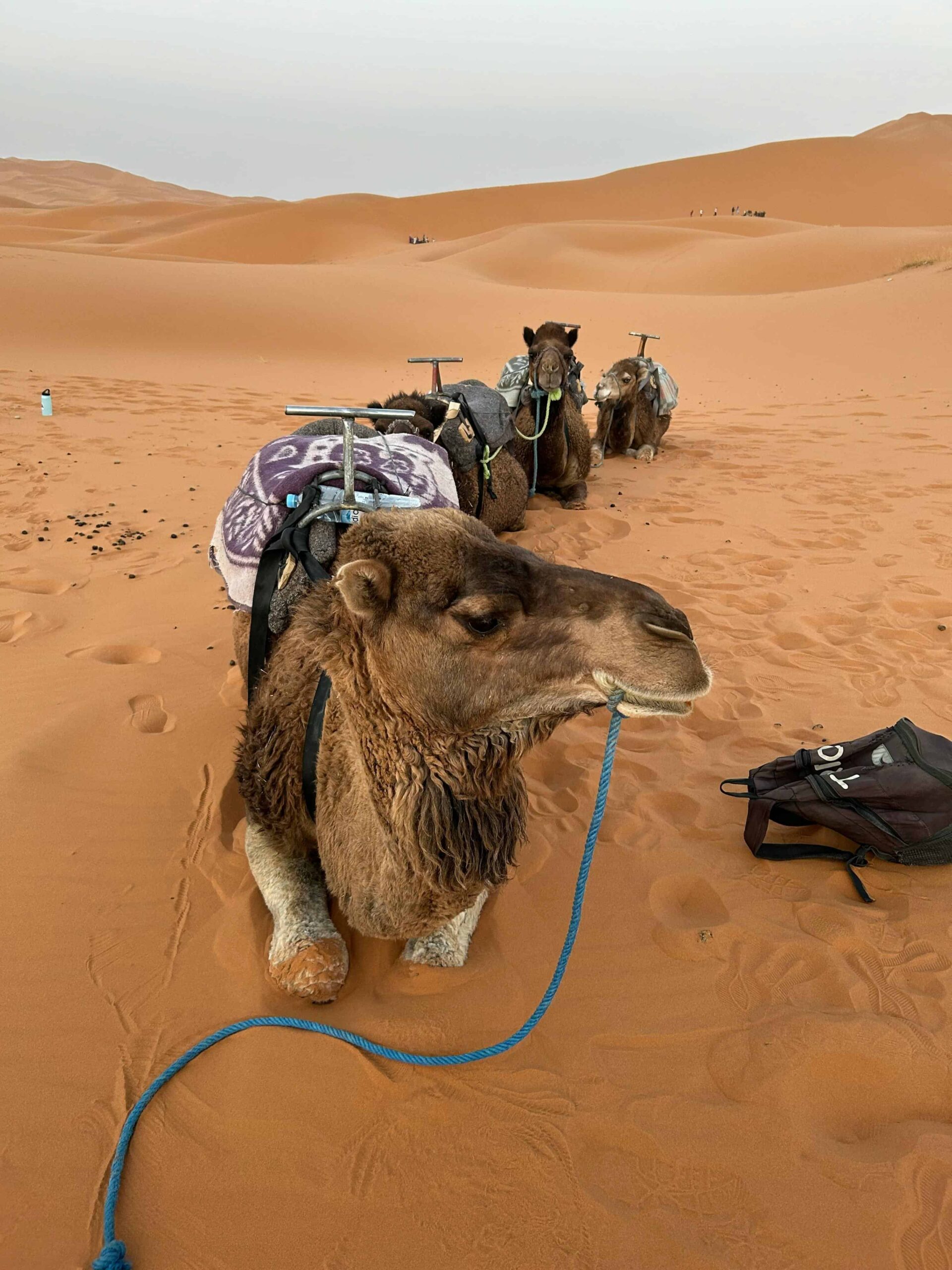 morocco desert journeys